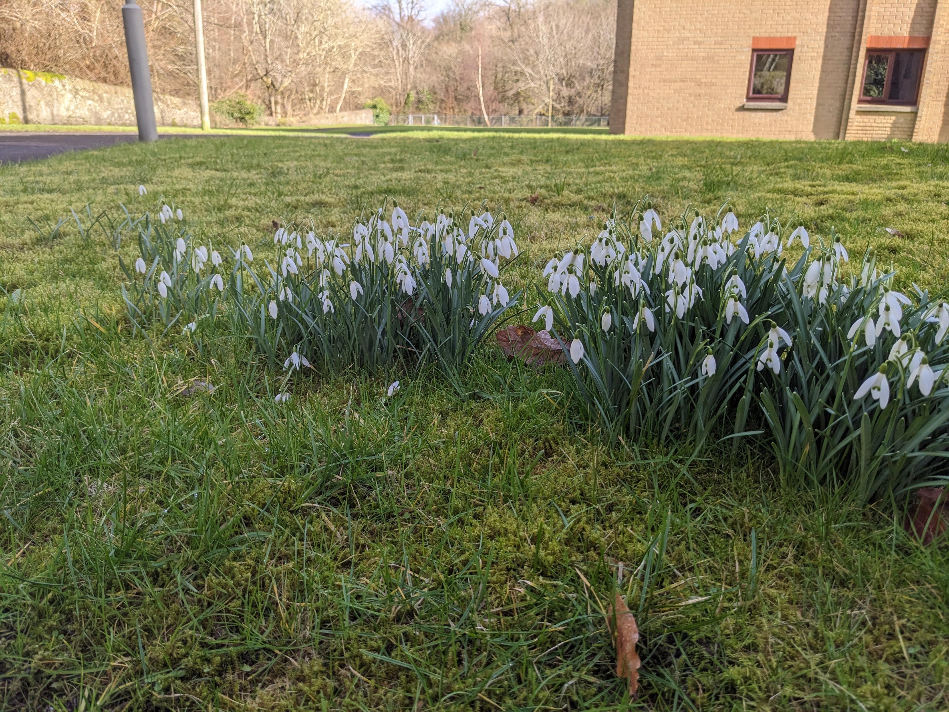 Snowdrops in bloom in a patch of grass