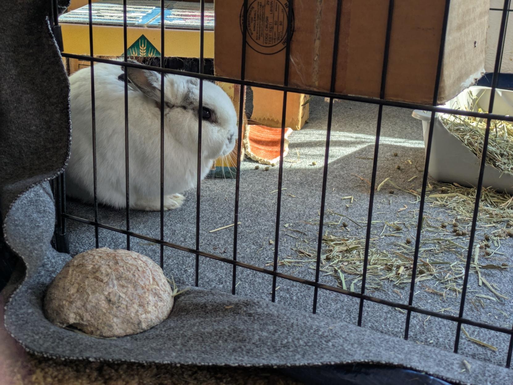 Mostly white rabbit sits behind wire barrier. Rock sits in front of barrier. Litterbox, assorted cardboard boxes, and other rabbit effects visible behind barrier.