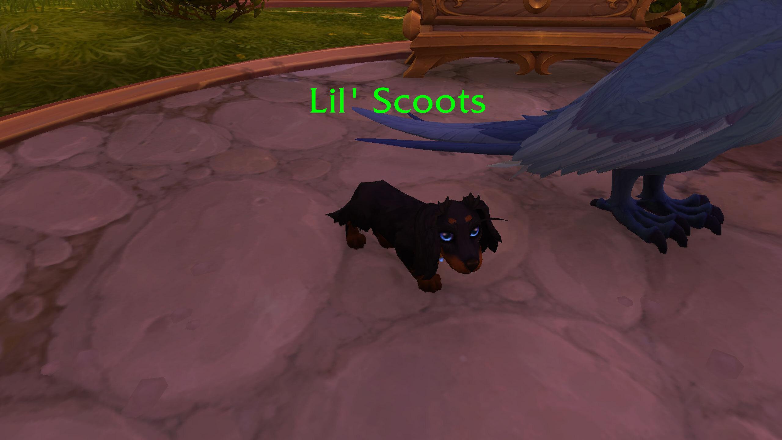 screenshot from video game World of Warcraft. A black and tan dachshund-type dog with bright blue eyes looks at the camera. Lime green text above him labels him as "Lil' Scoots." He is very little and cute.