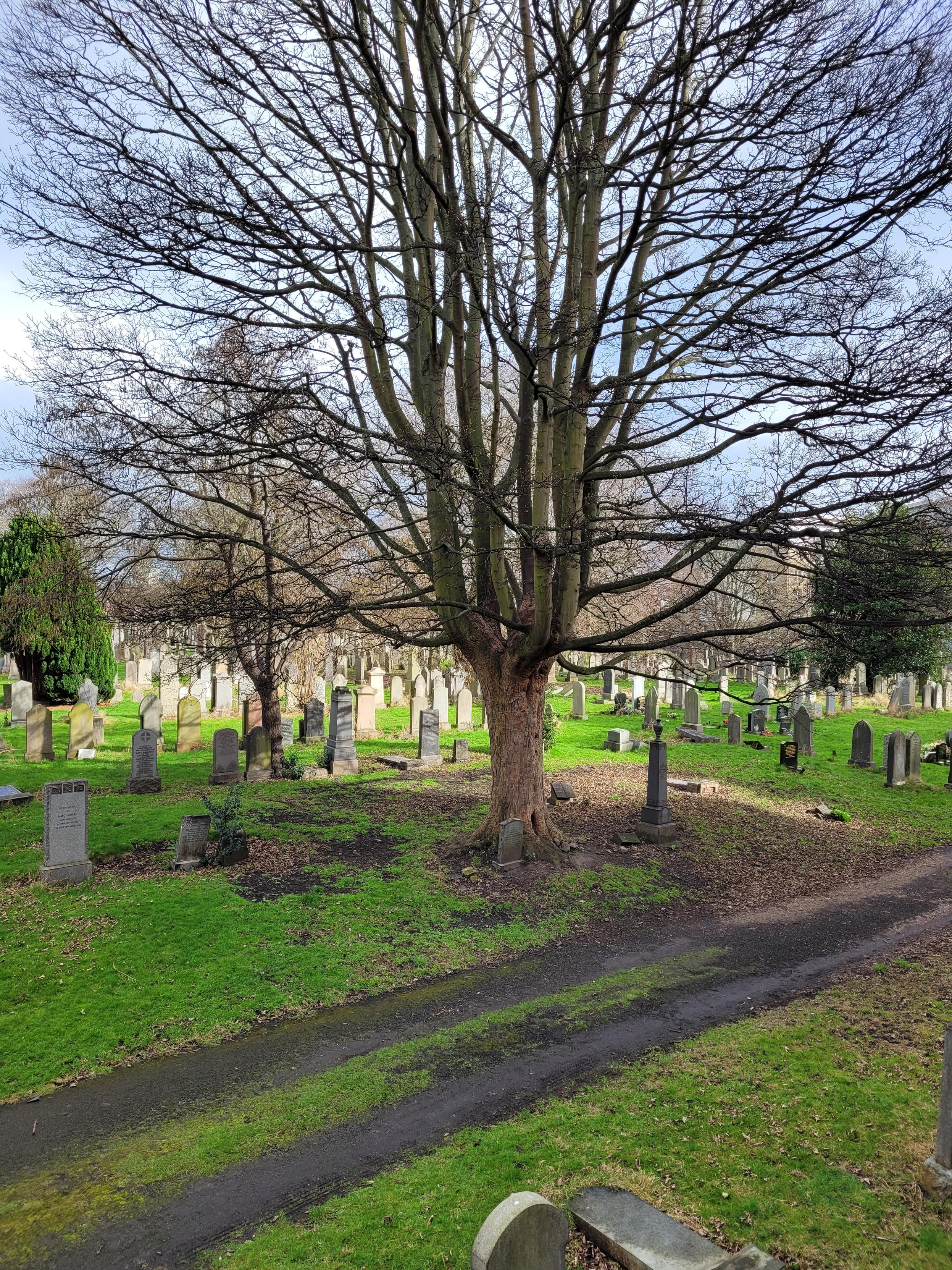 Photograph of a large tree in a graveyard.