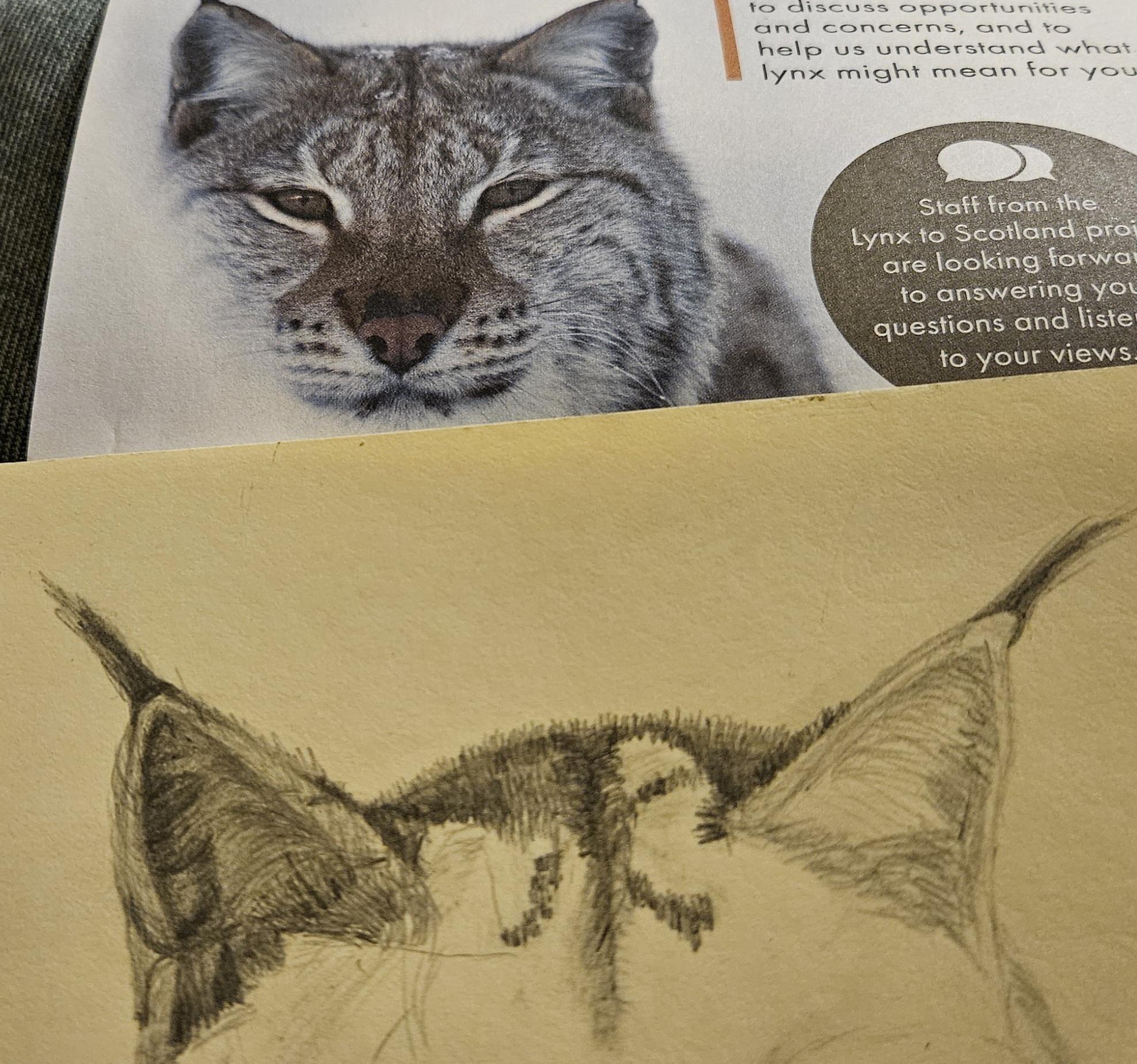 ALT : these 3 pictures show stages of pencil drawing a lynx. By picture 3 I've only drawn a ¼ of the head and the other ear.