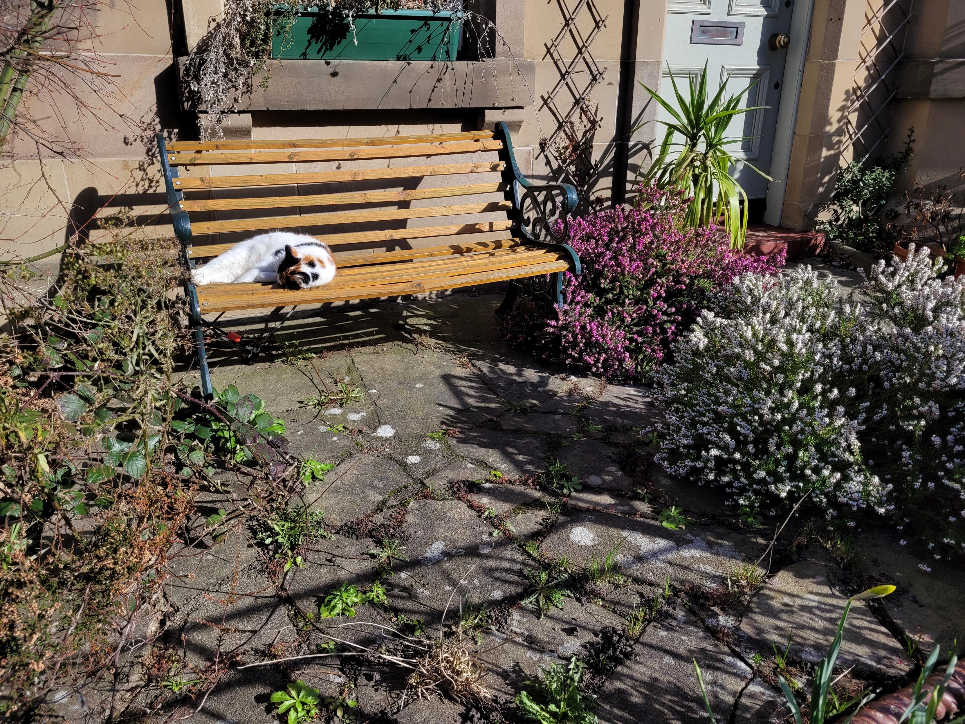 A photo of a small, slightly unkempt paved garden. There is a tortoiseshell cat sleeping on a bench. There are white and pink heather bushes in bloom next to the bench