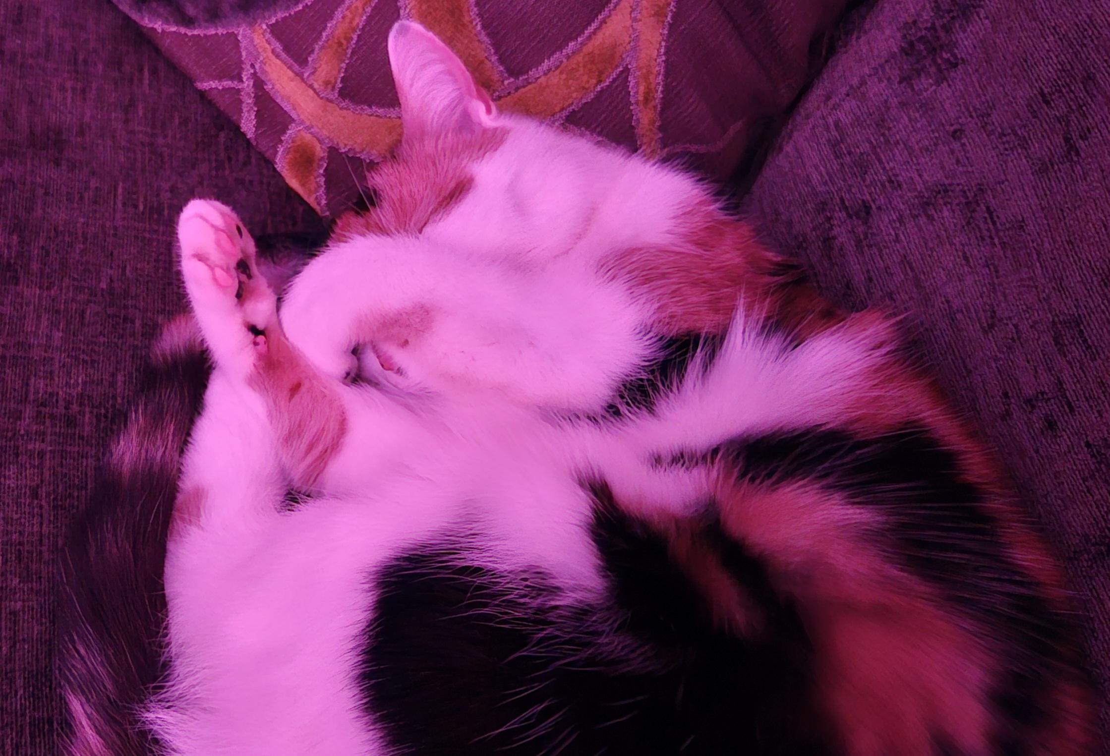 My tortie cat curled up, one paw over her eyes, the rest of the paws... All over the place, leading on or very worn grey-brown sofa.

The corner of a cushion is visible, which is browny with lighter coloured swirls.

The whole photo has a pink tint due to the fact that I have the room lamp set to that colour.