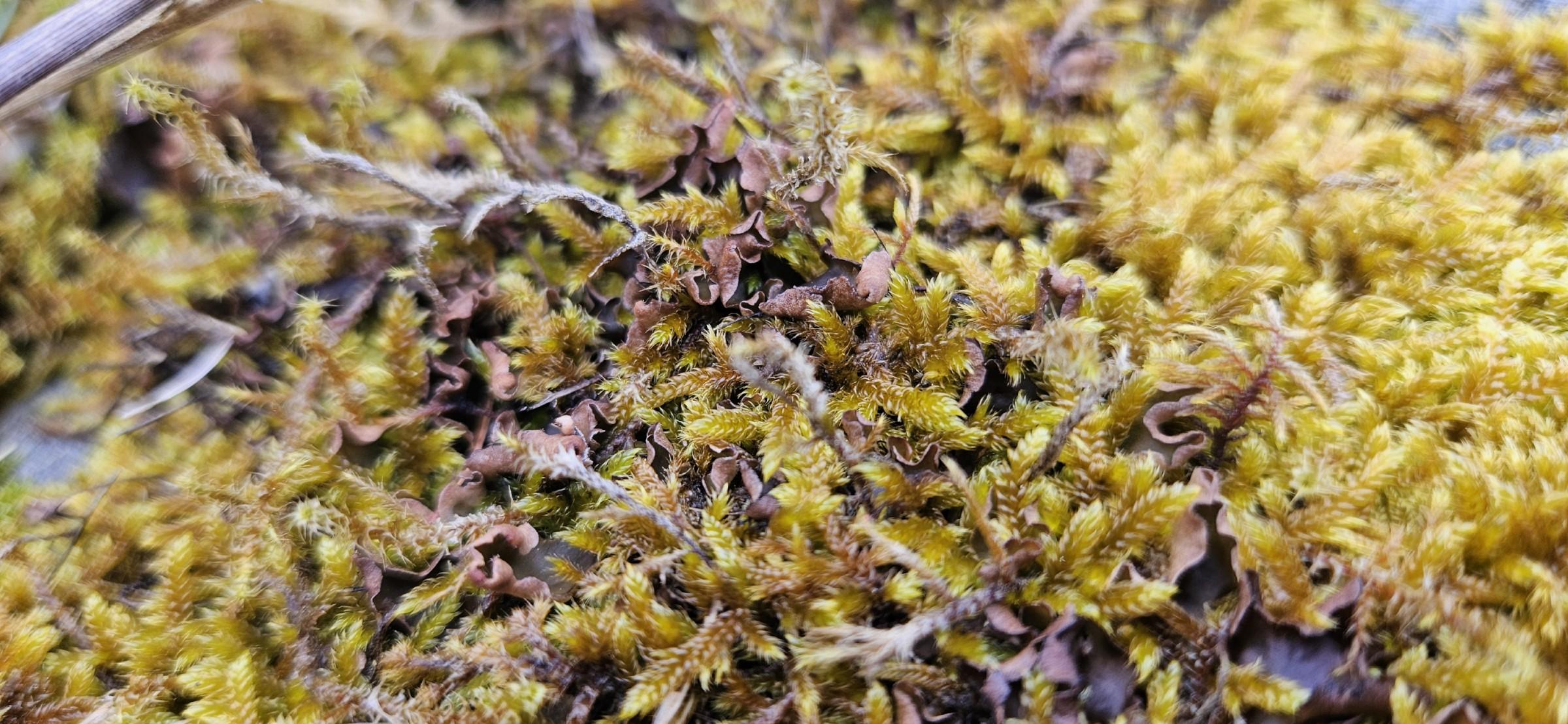 I don't know how to describe fuzzy, yellow-green moss with bits of brown too. I hope that's good enough.