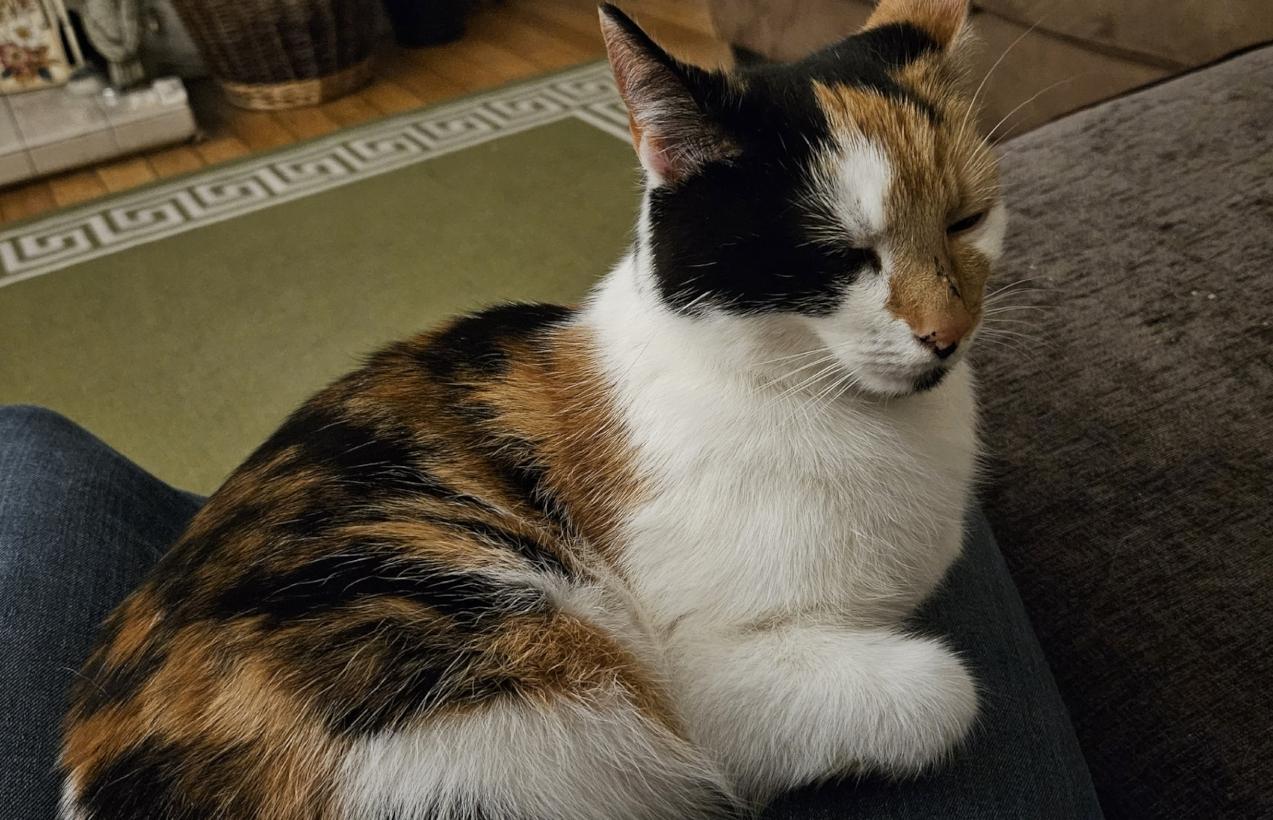A photo of our tortoiseshell cat, who has a white front and forelegs, while her back is mottled black and various shades of orangey brown. Her head has large patches of black, white and sort of fail ginger.

The photo is taken on my lap, so you can see my knee, thankfully covered in blue denim.
