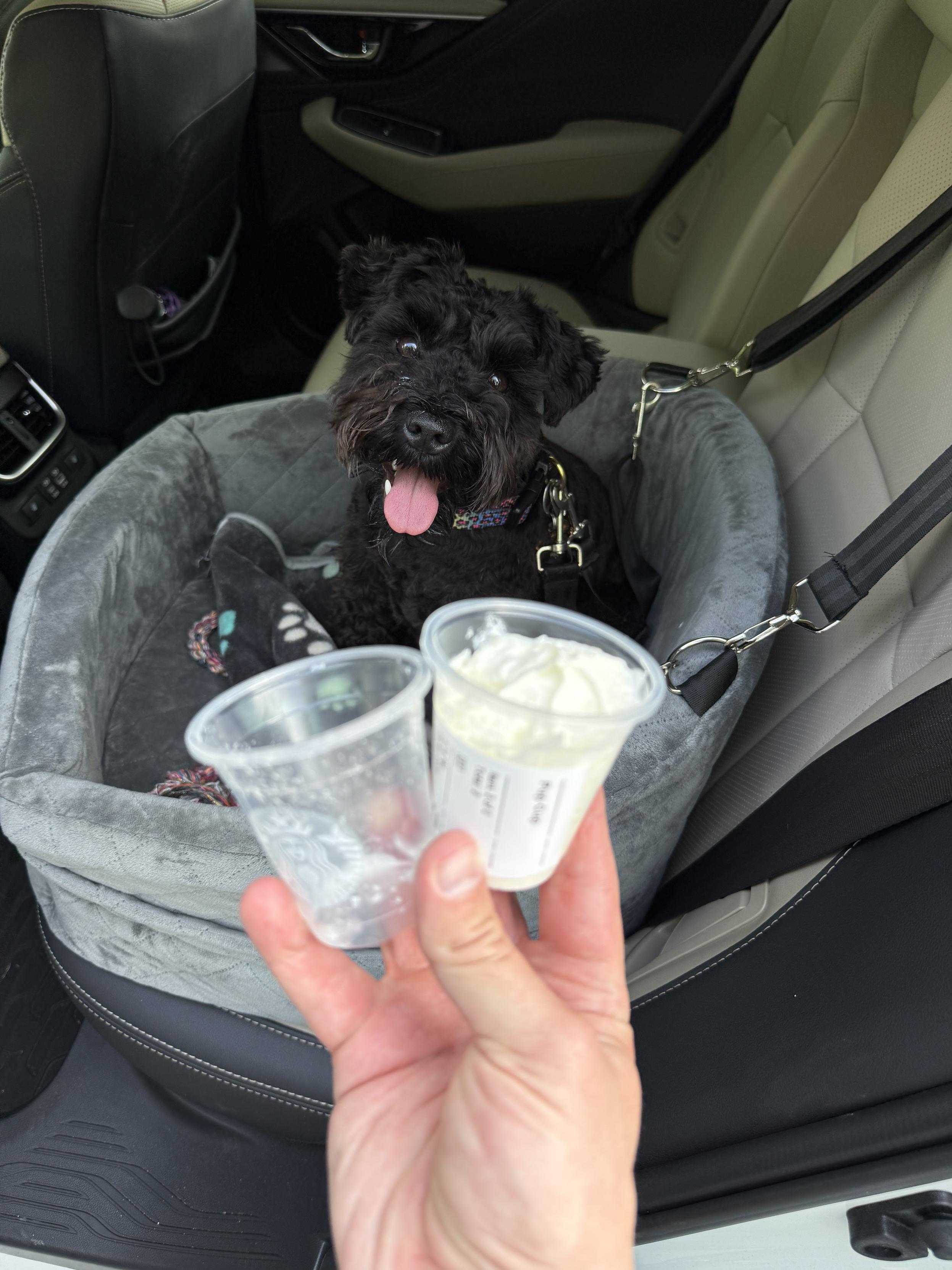 Picture of a black miniature schnauzer and two pup cups in front.
